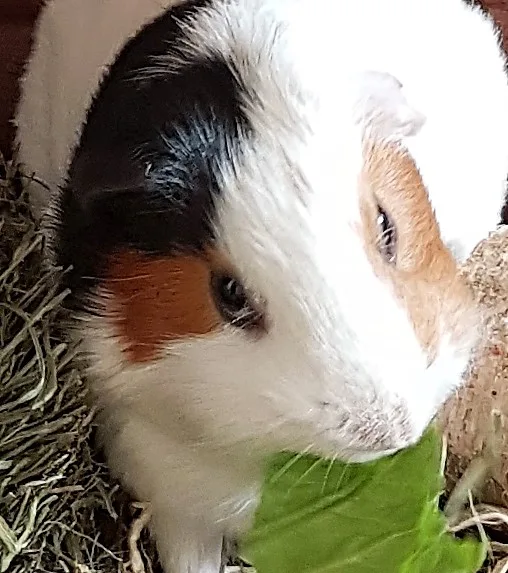 Elton