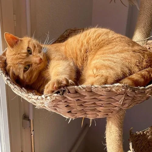 Milo