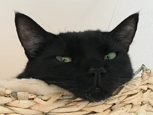 Pipistrello